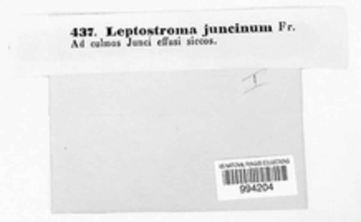 Leptostroma juncinum image